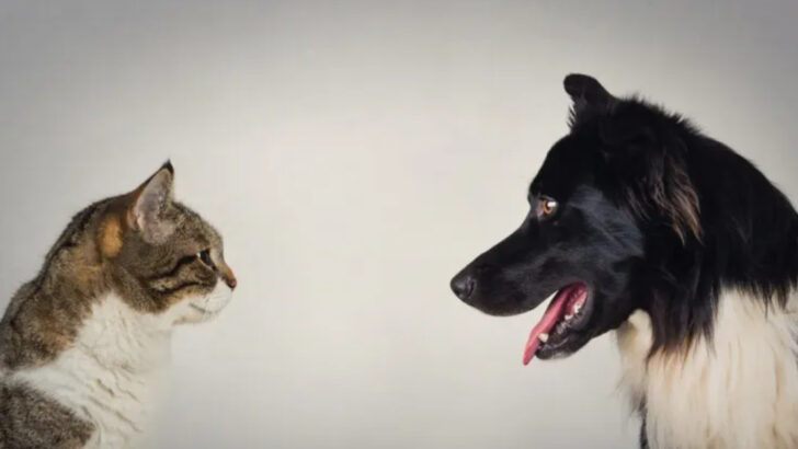 18 Reasons Why Dogs Make Better Pets than Cats