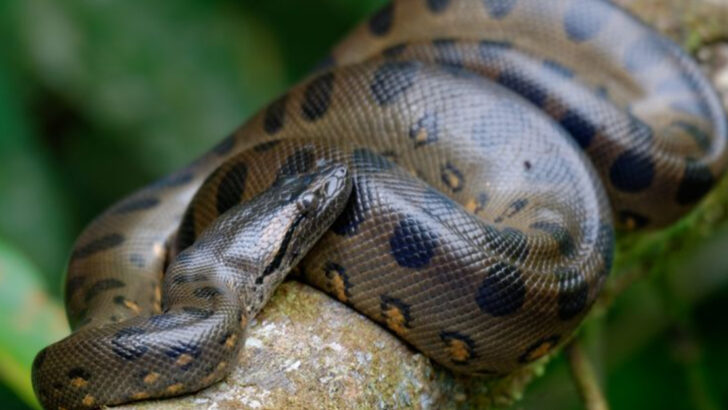 16 of the Scariest Creatures Found in Amazon Rainforest Rivers