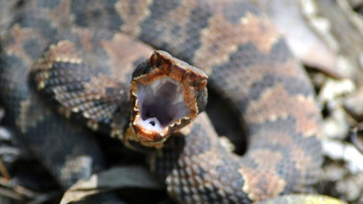 25 of the Scariest Snakes Lurking in American Backyards