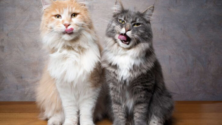 8 Striking Similarities Between Norwegian Forest Cats And Maine Coons