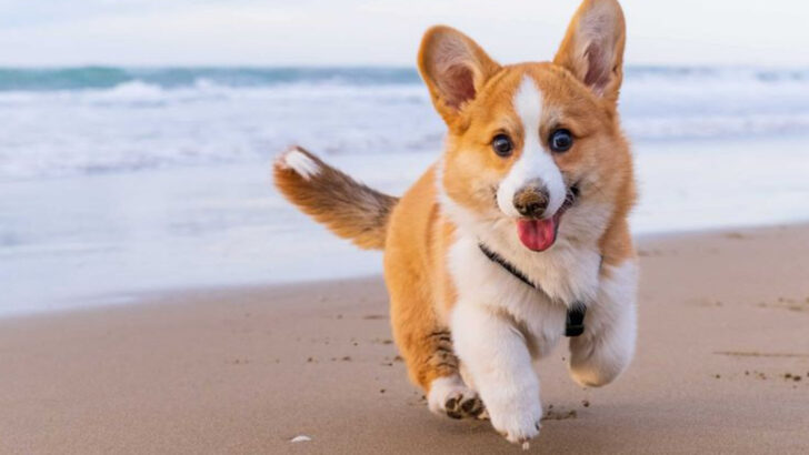 20 Surprising Dog Breeds Who Can’t Swim Well