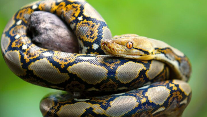 These Monster-Sized Snakes Are the Biggest in the U.S.