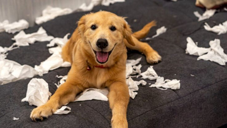 14 Things Your Dog Might Be Doing When You’re Not Around