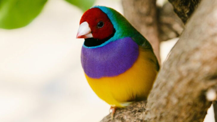 14 Top Quiet Pet Bird Species