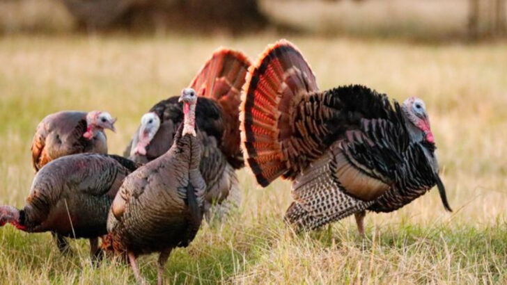 us-states-with-the-largest-wild-turkey-populations