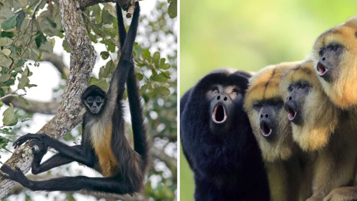 30 Wild and Wonderful Animals That Define the Amazon Rainforest