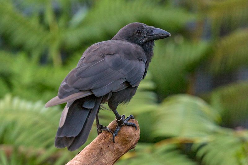 ‘Alalā (Hawaiian Crow)