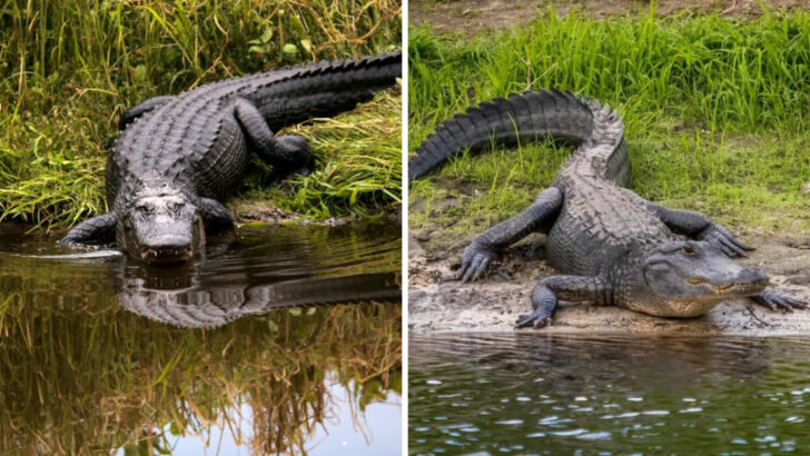 10 Key Differences Between Alligators and Crocodiles (Reptile Showdown)