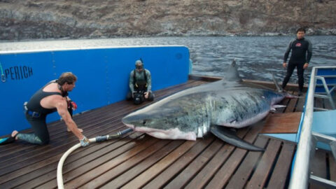 11 Details About the Largest Great White Shark Ever Seen in the