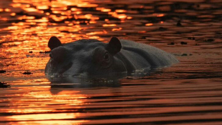 12 Astonishing Facts About Hippos (River Giants with a Secret Side)