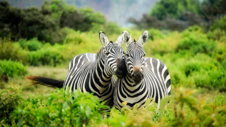 12 Fascinating Reasons Why Zebras Cannot Be Domesticated Exploring 