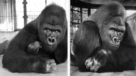 12 Mind-Bending Details About the Largest Gorilla Ever Recorded (860