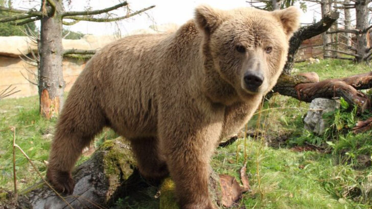 12 Most Endangered Bears