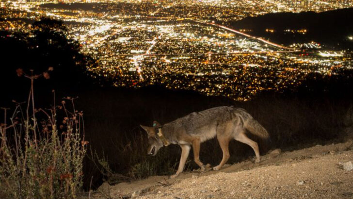 12 Reasons This State Is Home to Over 800,000 Coyotes and Counting