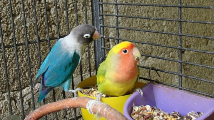 12 Warning Signs Your Lovebird Might Be Sick—and How to Help