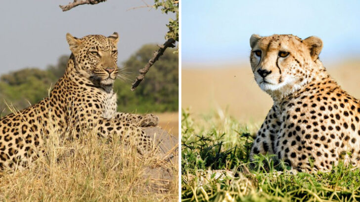 12 Ways to Tell a Cheetah from a Leopard (Spot the Difference)