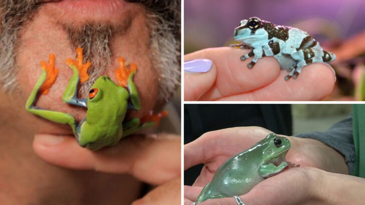 13 Best Frogs to Keep as Pets (And a Few You Should Avoid)