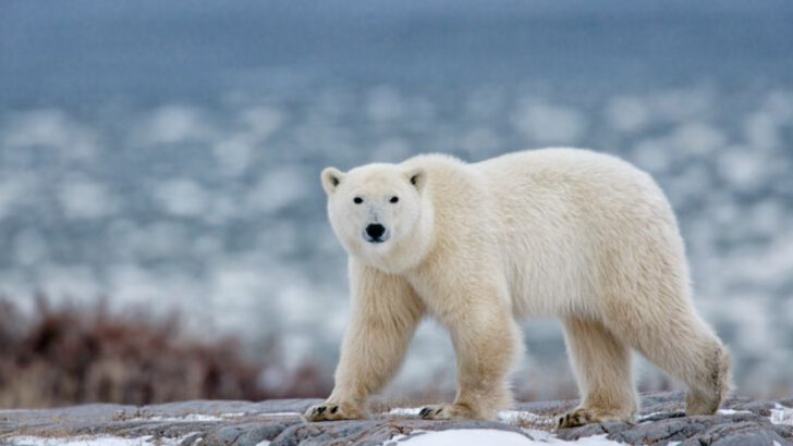 13 Cold Hard Facts About Polar Bears (Kings of the Arctic)