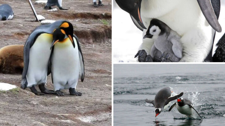 13 Endearing Habits of Penguins That Will Make You Smile
