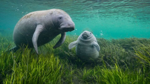 13 Incredible Facts About Manatees That Will Melt Your Heart