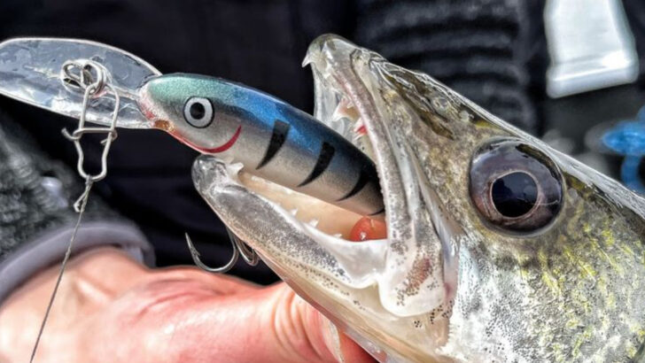 13 Proven Strategies to Catch More Walleye Year-Round