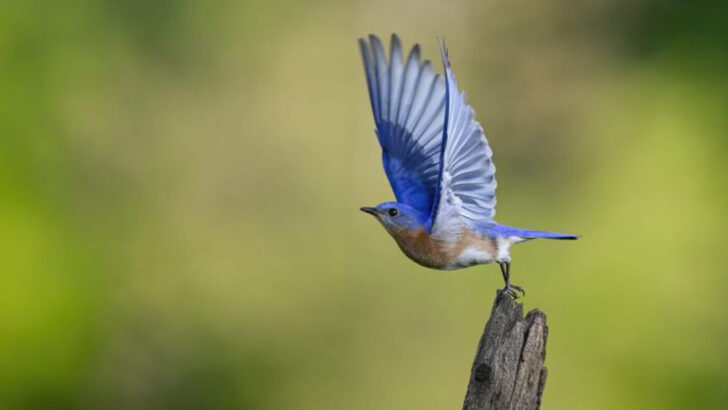 13 Reasons Why Bluebirds Should Not be Kept as Pets