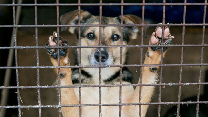 13 Reasons You Should Never Buy a Dog From a Breeder – No Matter the Breed