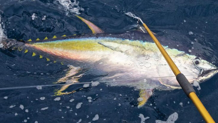 13 Record-Breaking Yellowfin Tuna Catches That Stunned the Fishing World