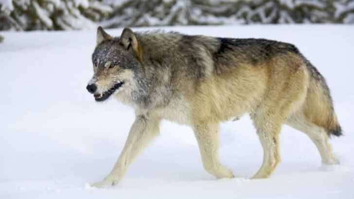 13 Wolf Adaptations That Make Them the Ultimate Survivors