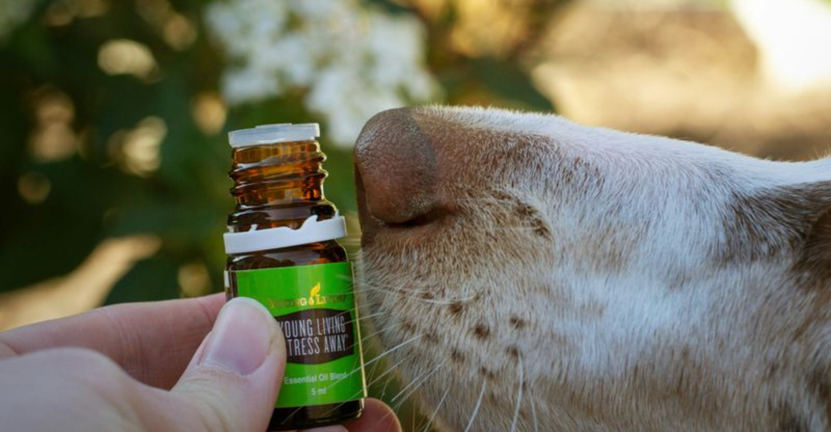 Curated visual reference: Visual Reference: 14 Natural Remedies To Help Your Dog S Anxiety