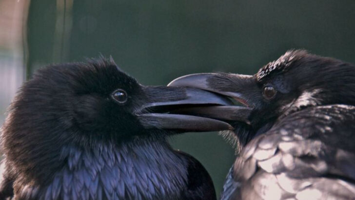 14 Reasons Ravens, Magpies, and Crows Might Be The Smartest Birds
