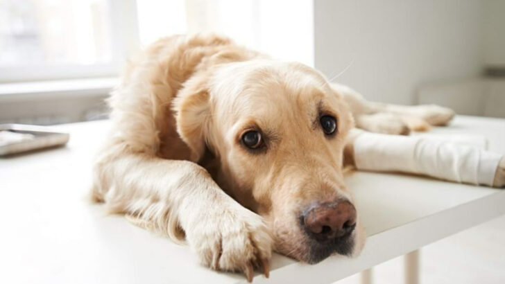 When to Put a Dog Down: 14 Signs a Dog is Dying