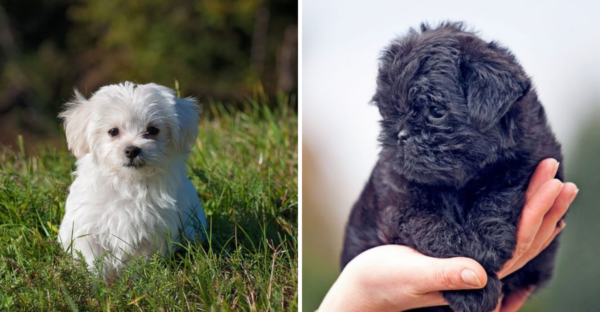 14 Smallest Dog Breeds That Weigh Less Than A Bag Of Sugar - Exploring ...