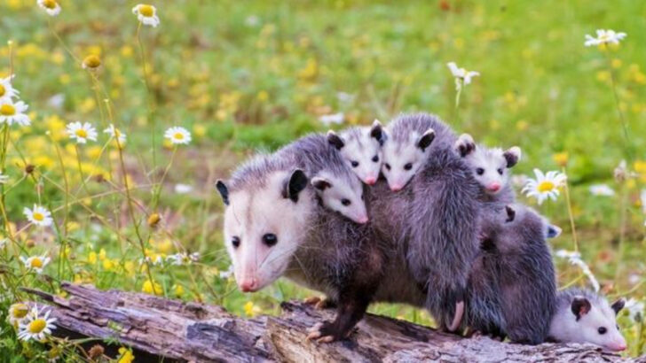 14 Surprising Ways Opossums Improve Your Yard and Health