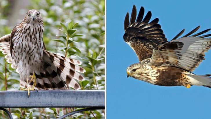 15 Essential Hawk Identification Tips for Birders