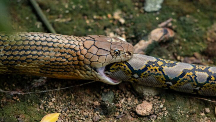 15 Fascinating Facts You Didn’t Know About the King Cobra