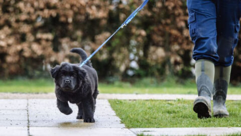15 Proven Strategies to Soothe Your Puppy’s Hyperactive Behavior