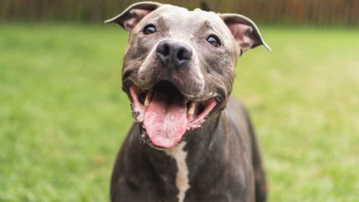 15 Reasons Not to Adopt a Pitbull