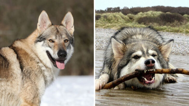 15 Striking Dogs That Are Closely Related to Wolves