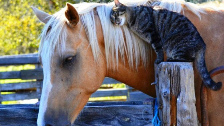 15 Best Companions for Your Pet Horse