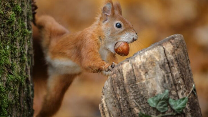 16 Clever Ways Animals Survive Extreme Winter Conditions