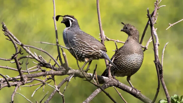 16 Fascinating Quail Facts You Didn’t Know