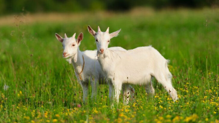 16 Low-Maintenance Farm Animals for First-Time Farmers