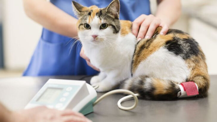 16 Signs Your Cat Might Be Aging Faster Than You Think