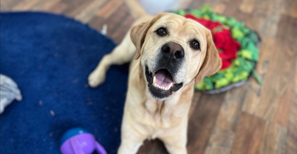 16 Signs Your Dog Is Thriving and Living Their Happiest Life ...