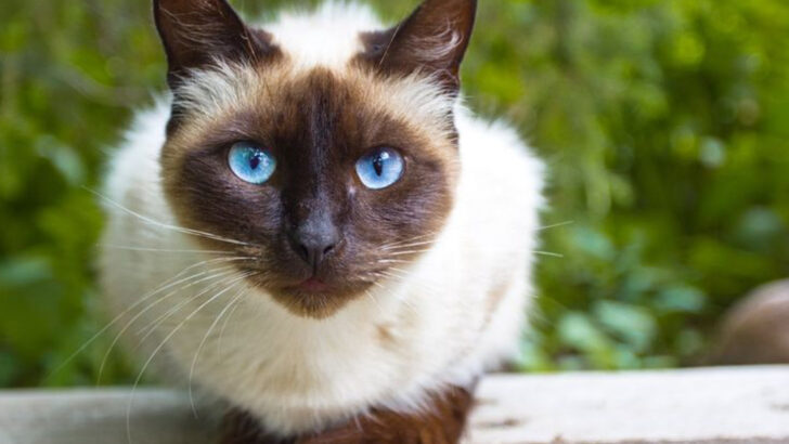 16 Signs You’re Ready for a Siamese Cat in Your Life