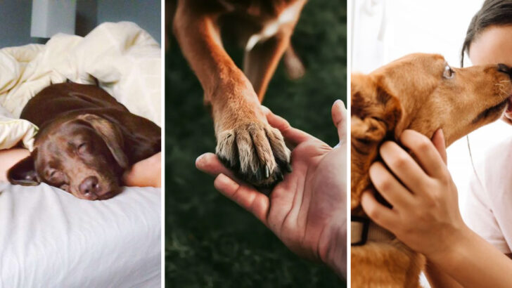 17 Emotional Ways Your Dog Shows They Trust You Completely