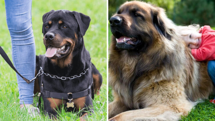 17 Large Dog Breeds That Will Protect You with Their Whole Heart