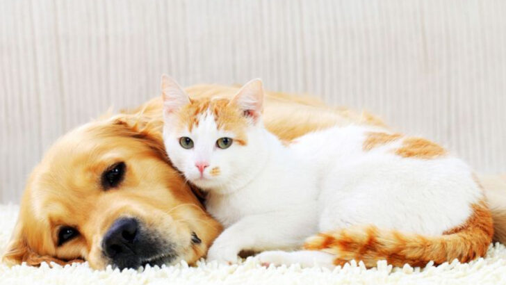 17 Reasons Cats and Dogs Belong Together