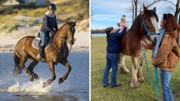 17 Reasons To Choose A Horse Over A Dog (If You Have The Land And Love For It)